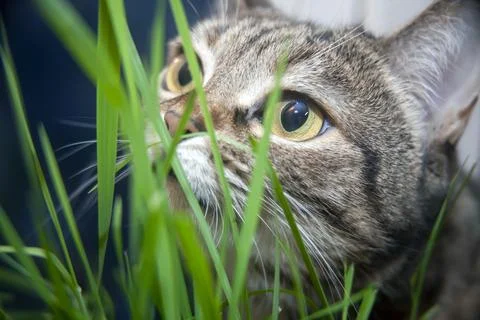 Cat posing while in the grass Stock Photos