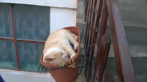 Cat in pot 写真素材
