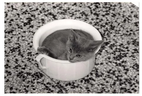 Cat in the potty Stock Photos