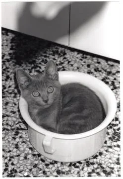 Cat in the potty Stock Photos