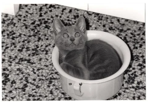 Cat in the potty Foto stock