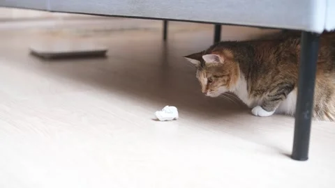 Cat Pouncing On Crumpled Paper Under Bed Stock Footage 335748593
