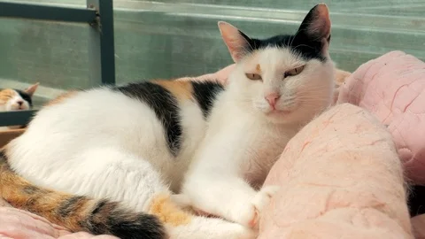 Cat pound. Close-up shot of homeless stray cat living in the animal shelter Vidéo 112082201
