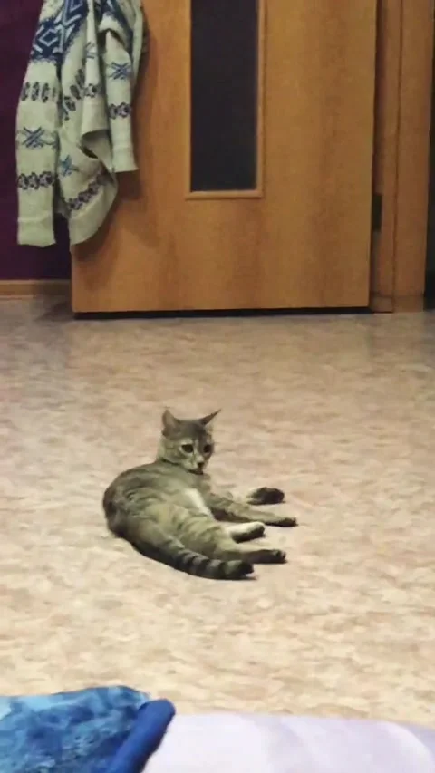 Cat Practicing its Dance Moves, Chelyabinsk, Russia - 05 Dec 2020 Vídeo Stock 205328847