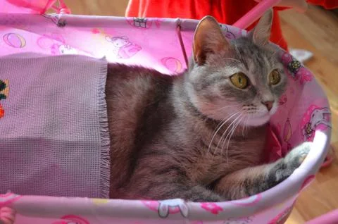 Cat in a pram Stock Photos