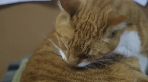 Cat preening itself Stock Footage 49090702