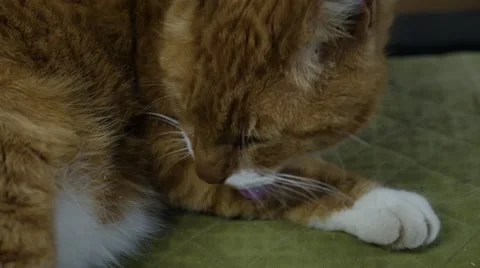 Cat preening itself Stock Footage 49090707