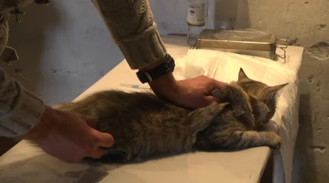 Cat prepare for sterilization. Vet Stock-Footage 68115560