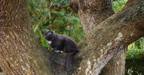 Cat prepares to jump. Leopardlike feline assesses ground beneath carefully Stock Footage 344739747