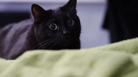 Cat prepares to jump onto something she is stalking Stock Footage 55568510