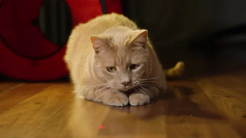 Cat prepares to pounce as red laser dot quickly moves across wooden Stock Footage 252061521