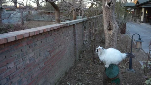The cat prepares to take off and jumps to the wall, then gives up. Stock Footage 264511270