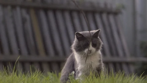 The cat is preparing to attack. Stock Footage 122944890
