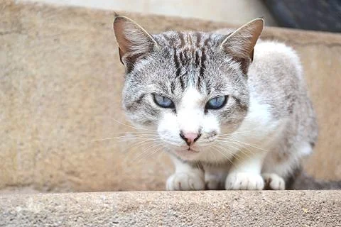 Cat preparing attack Stock Photos