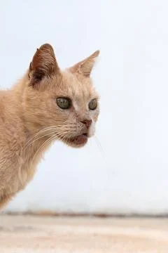 Cat preparing attack, Predatory feline in stillness, Tense cat fixed on pre.. Stock Photos