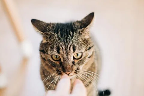 Cat is preparing to bite off the human hand. Maybe cat just looking to the human Stock Photos