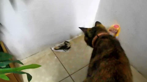 Cat Preparing To Fight Black Scorpion On Tropical Terrace Thailand. Stock Footage 345699347