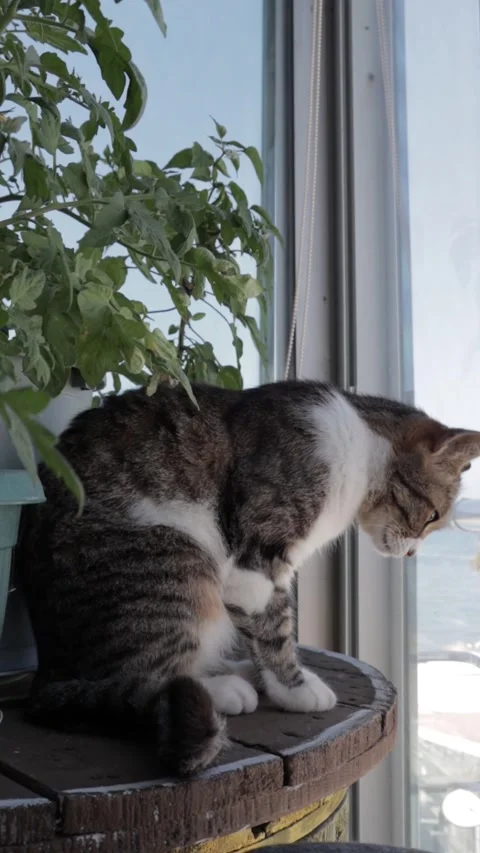 Cat Preparing to Sleep near the Window with the Sea in The Background (Vertical) Video stock 265900797