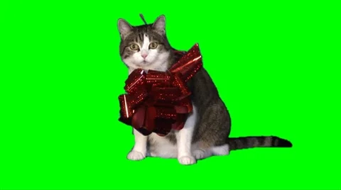 Cat-present 01 Stock Footage 8766366