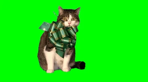 Cat-present 02 (green bow) Stock Footage 8766441