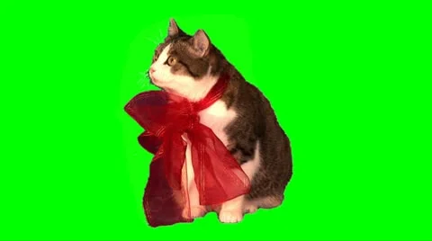 Cat-present 03 Stock Footage 10684240