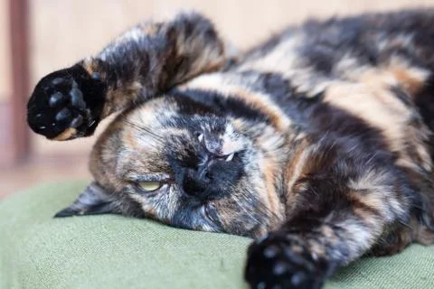 Cat pretending dead Stock Photos