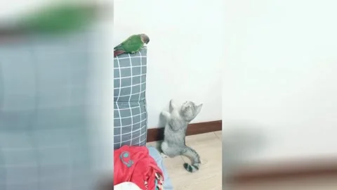Cat pretends to be doing something else when caught sneaking up on parrot Stock Footage 272882299