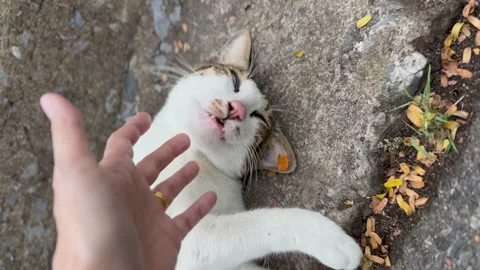 Cat pretends to sleep to scratch its chin, vertical video. Stock Footage 268865603