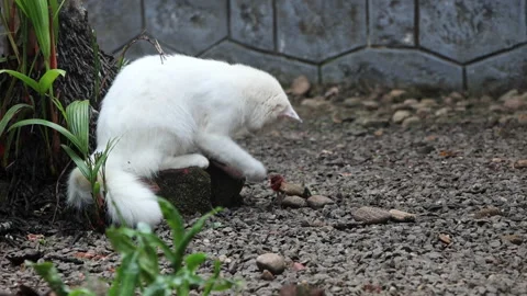 Cat with prey, a chameleon Stock Footage 330044388