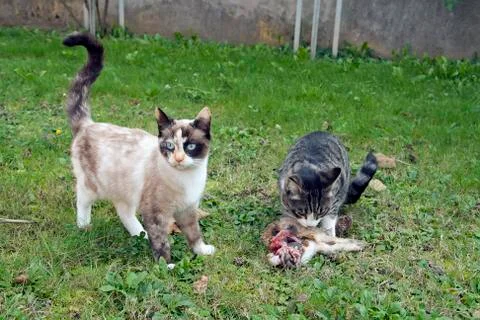 Cat with prey Stock Photos