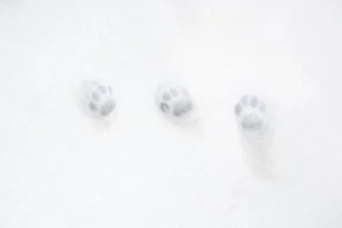 Cat prints in snow Фото