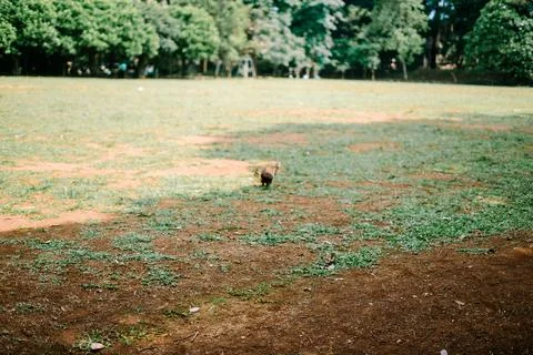 A cat in the process of defecating, shown in a natural outdoor setting Stock Photos