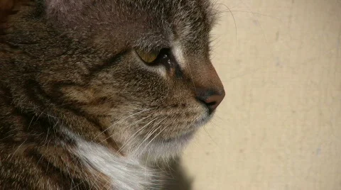 Cat profile Stock Footage 661212