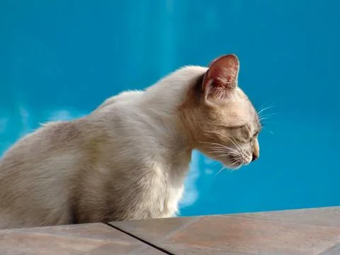 A cat in profile. Stock Photos