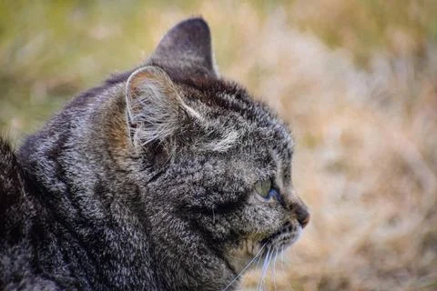 The cat in the profile Foto stock