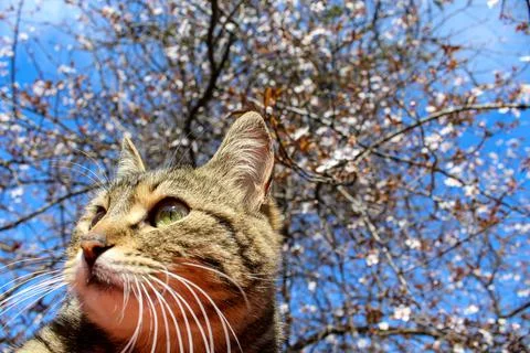 Cat profile portrait on the background with cherry tree in bloom and blue sky Stock Photos
