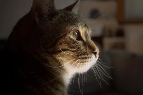 Cat profile in the shadows with light cut on snout Stock Photos