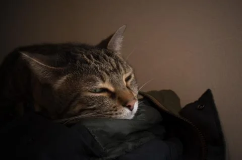 Cat profile sleeping in the shadows with light cut on snout Stock Photos