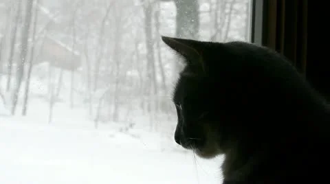 Cat Profile in Window Stock Footage 22208111