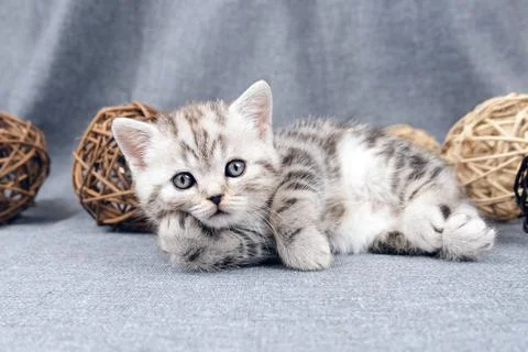 Cat props its head with its paw. Kitten on a gray background. Foto stock