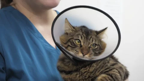 Cat in protective collar after surgery on hands of veterinarian Stock Footage 255767246