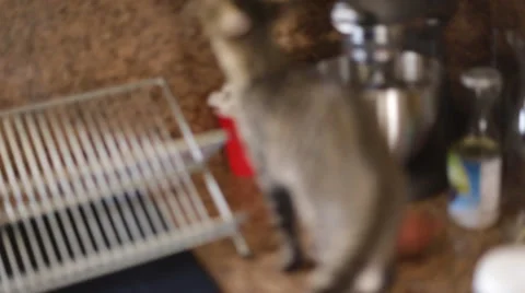 Cat Protest Stock Footage 34350602