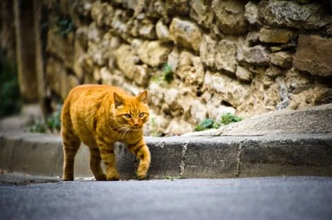Cat in provence Stock Photos