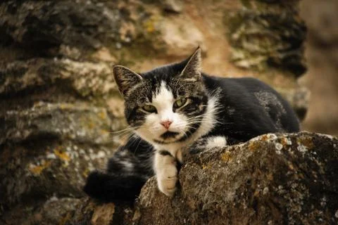 Cat in provence Foto stock