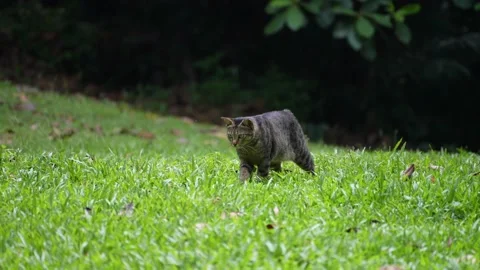 Cat On the Prowl Video stock 163211477