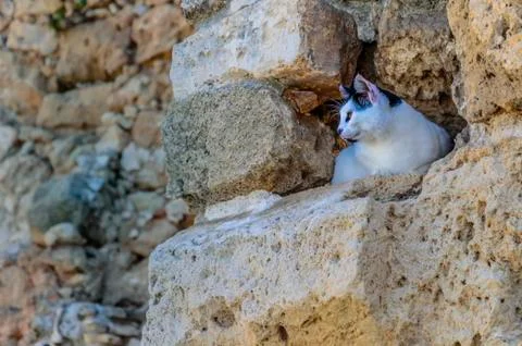 Cat on the prowl. Stock Photos