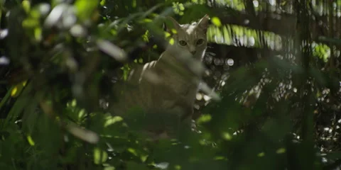 Cat prowling in forest Stock Footage 67021645