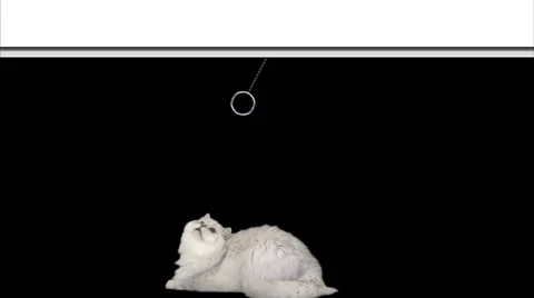 Cat pulls down a blank banner Stock Footage 40341826