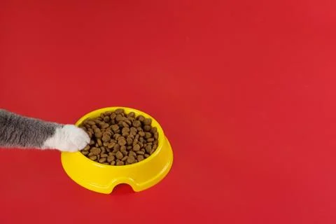 The cat pulls its paw to the yellow bowl with the cat stern on red background Stock Photos