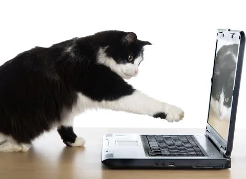 The cat pulls a paw to the laptop screen Stock Photos